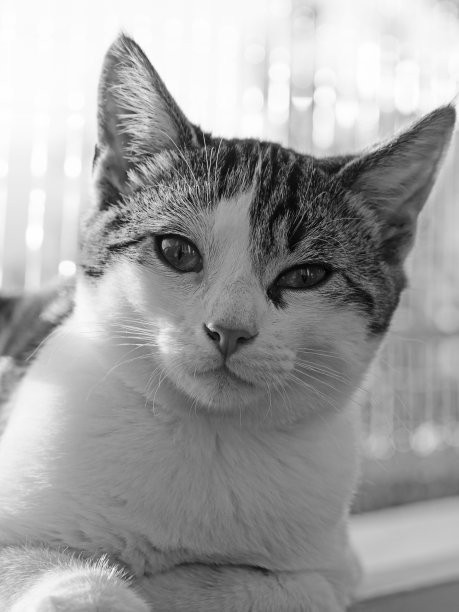 小猫，年轻的欧洲家猫(黑白)图片下载