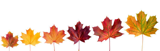 收集美丽多彩的秋叶孤立在白色的背景上图片下载