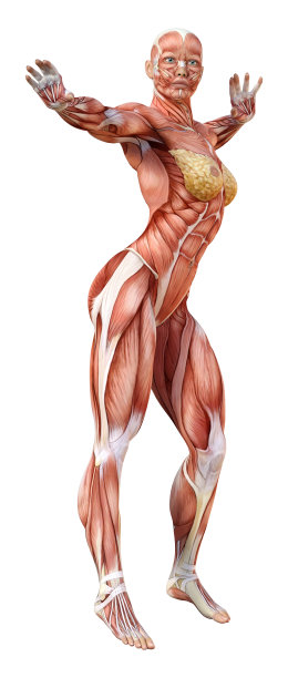 3D插图女性人物在白色图片下载