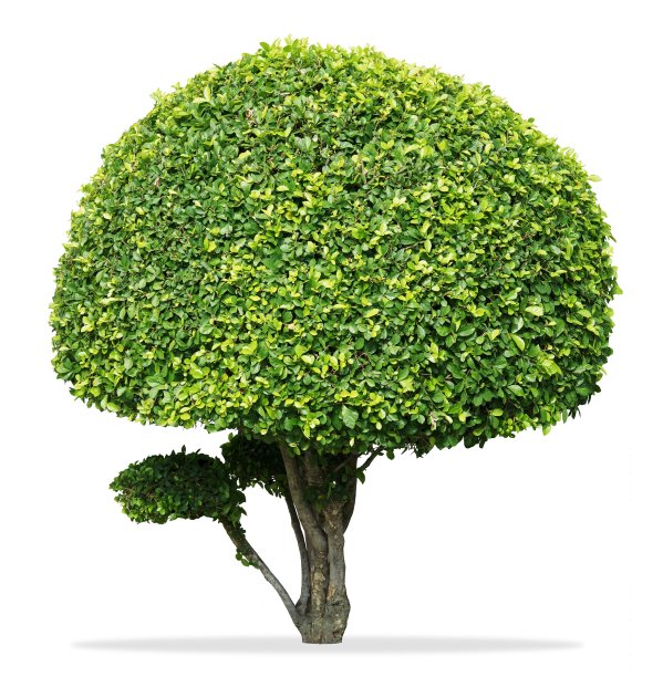 牙刷树矮子在孤立的白色背景图片下载