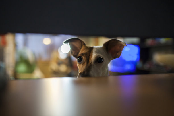 杰克罗素梗图片下载