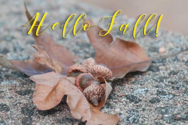 你好秋季插画与橡树叶和橡子图片下载