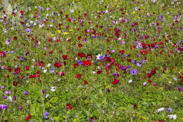 海葵的时间图片下载