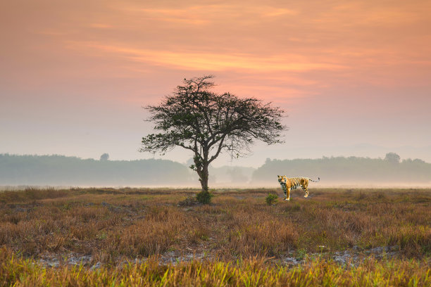 野地上的老虎和日出的天空背景图片下载
