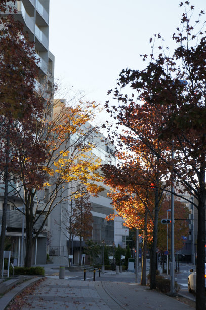 灿烂的秋叶在街上图片下载
