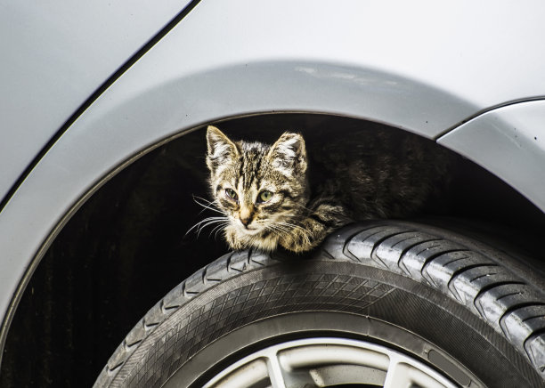 小猫在汽车轮子上图片下载