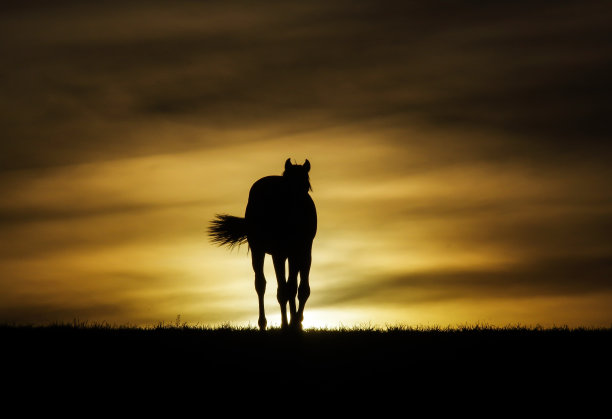 马在日落时分图片下载