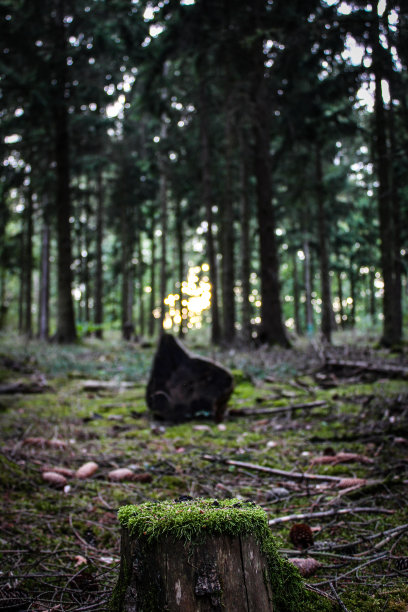苔藓和冷杉图片下载