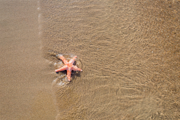 海星在沙滩上的照片图片下载