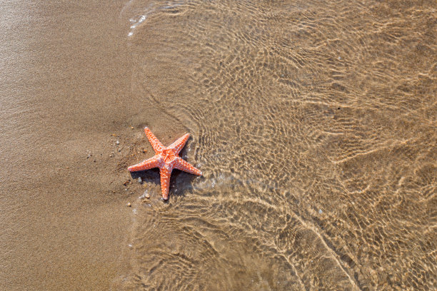 海星在沙滩上的照片图片下载