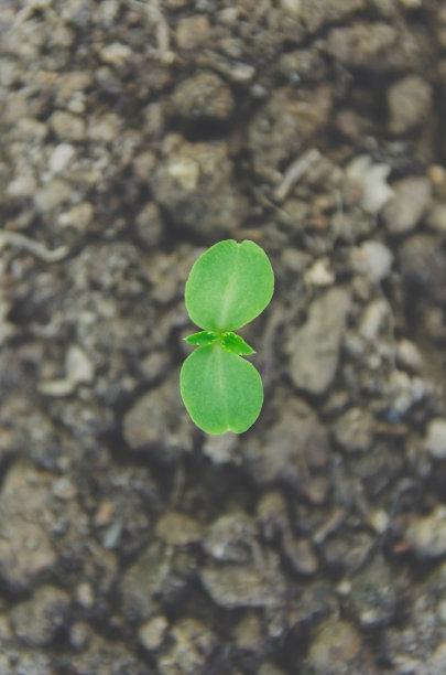 在晨光中，绿色的幼苗和幼苗在土壤中生长。图片下载