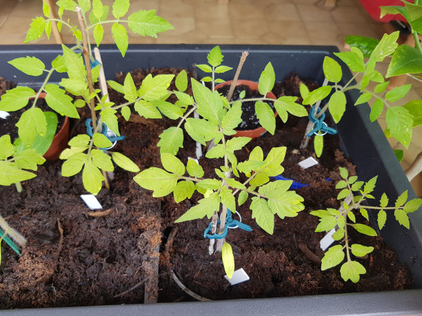 西红柿;Lycopersicon;esculentum;幼苗图片下载