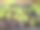 西红柿;Lycopersicon;esculentum;幼苗图片下载