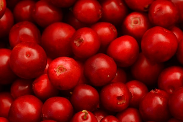 越橘是夏季森林浆果的收获图片下载