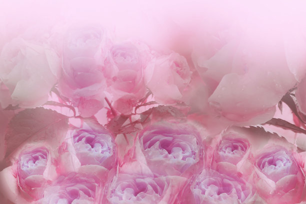 花浅粉紫色玫瑰的背景。雨后一束淡粉色的玫瑰。特写镜头。贺卡。图片下载