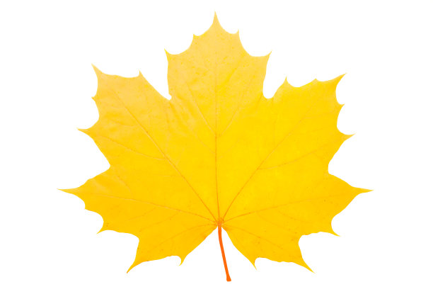 美丽的黄色枫叶孤立在白色的背景图片下载