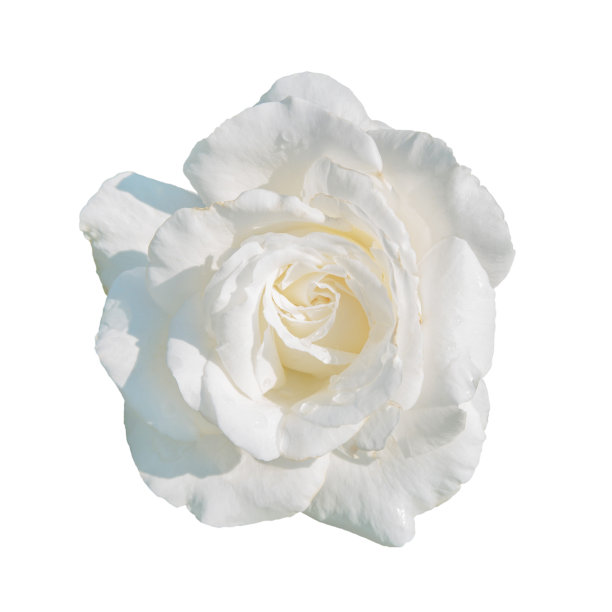 白色玫瑰花孤立在白色背景上。图片下载