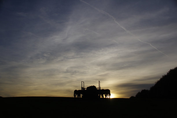 吃马图片下载