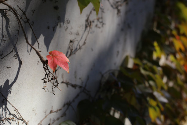 藤蔓植物在秋天附着在建筑墙壁上图片下载