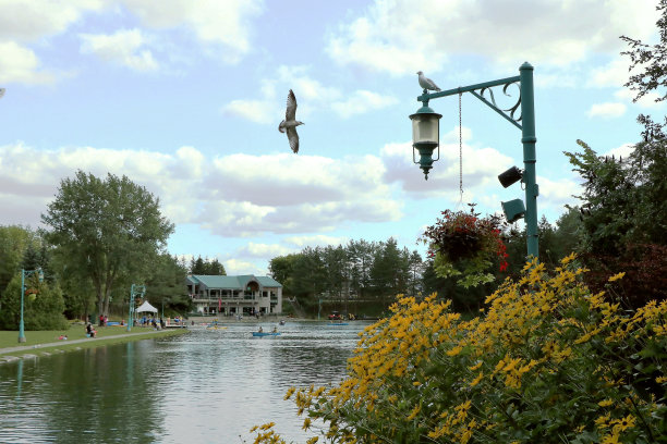 鸟，自然中心图片下载