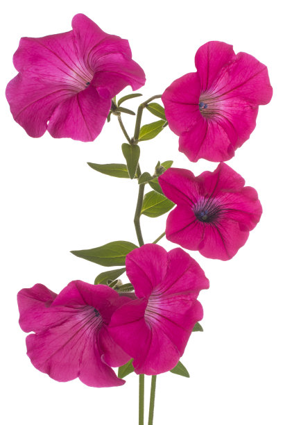 佩妮孤立在白色上图片下载