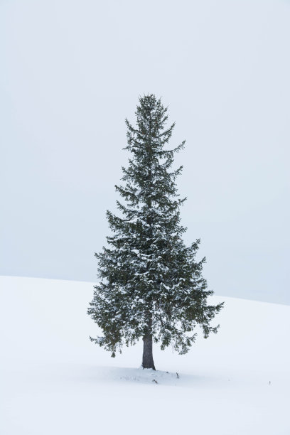 松树在白雪皑皑的田野里图片下载