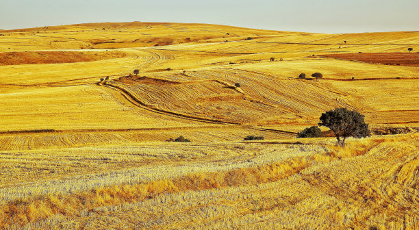 小麦收获黄金农场图片下载