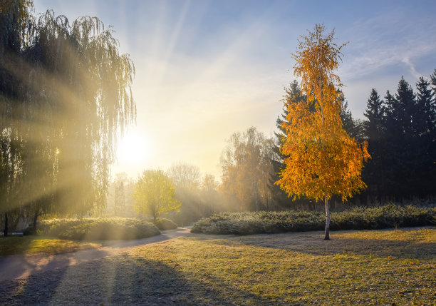太阳升起时，公园里寂寞的黄桦树。秋天的自然景观图片下载