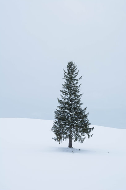 松树在白雪皑皑的田野里图片下载