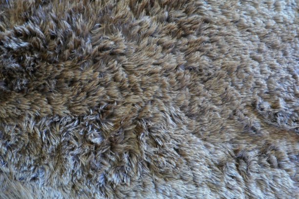 动物软毛特写图片下载