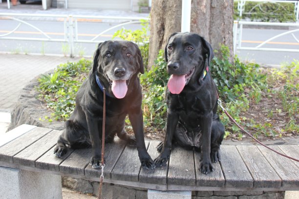 快乐的黑色拉布拉多狗坐在公园长椅上图片下载