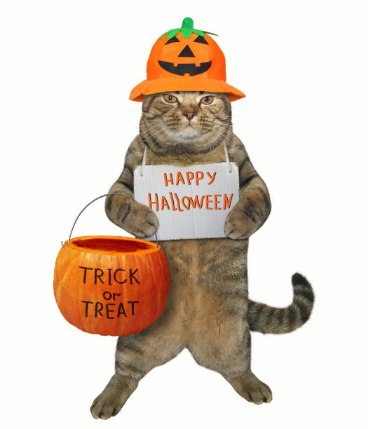 猫拿着一个南瓜袋图片下载