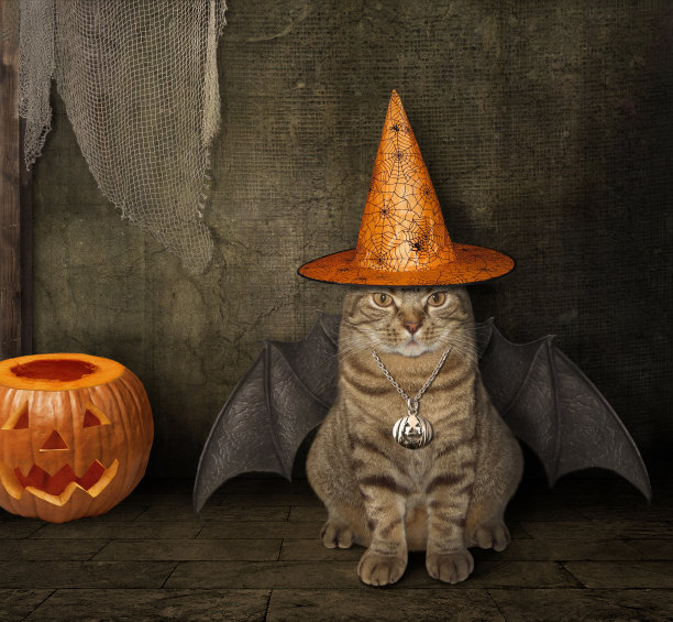 戴着女巫帽的带翅膀的猫图片下载