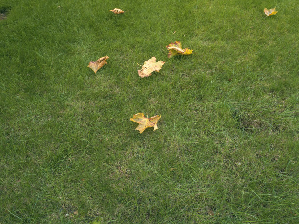 绿草上的秋叶图片下载