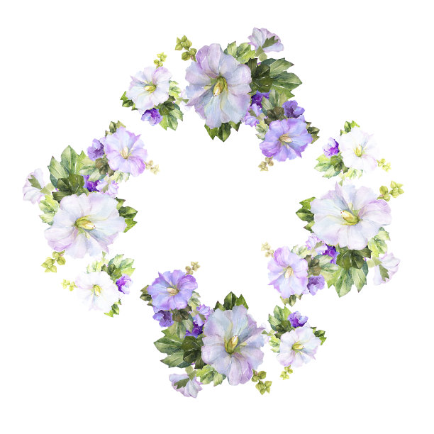 水彩锦葵插图图片下载