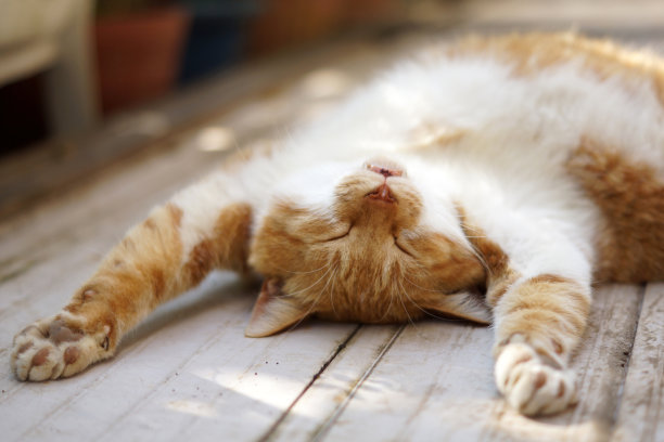 棕色白猫睡觉图片下载