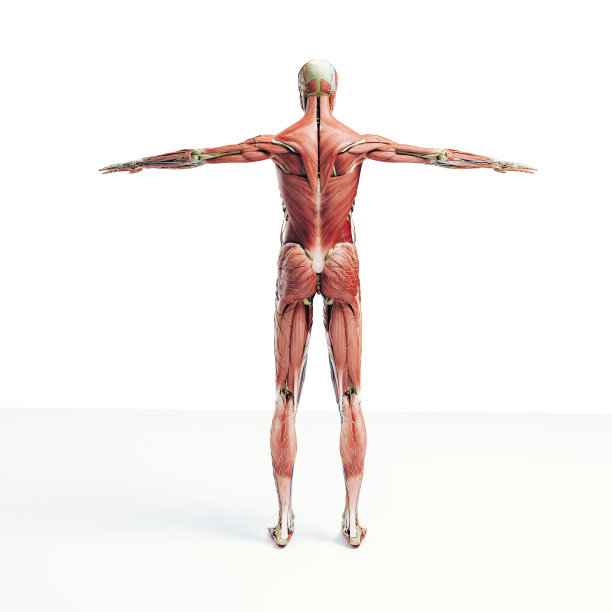 三维人体渲染图片下载