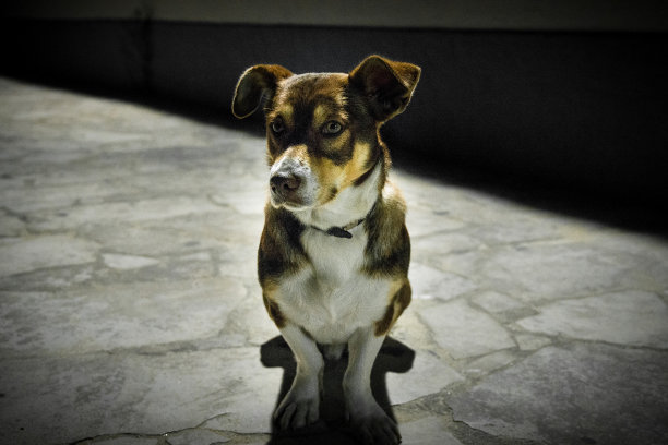 给我狗粮图片下载