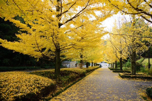 公园的银杏树图片下载