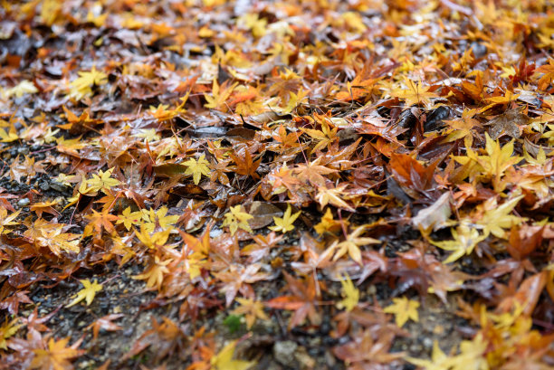 日本的枫树和树叶在秋天图片下载