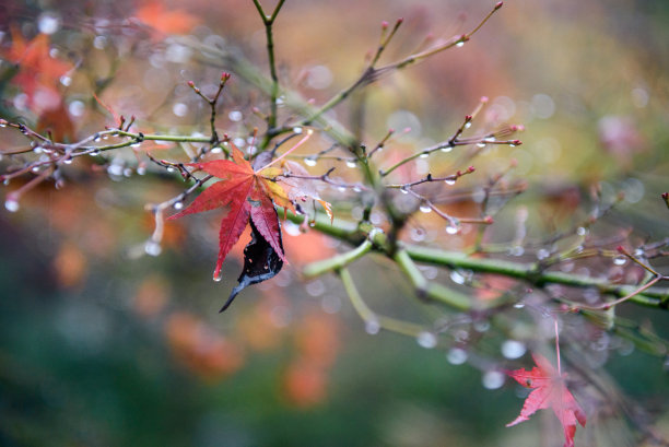 日本的枫树和树叶在秋天图片下载