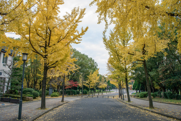 日本的枫树和树叶在秋天图片下载