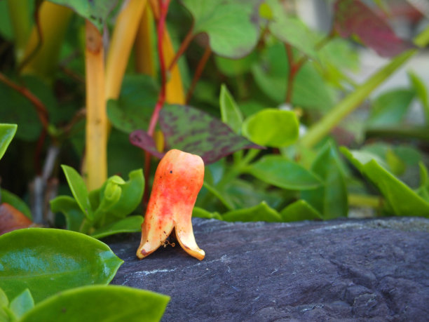 扎库罗，普里卡·格拉纳坦，手榴弹图片下载