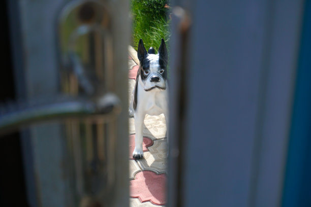 不是看门的那条真狗图片下载