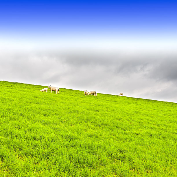 在防护坝上吃草的绵羊图片下载