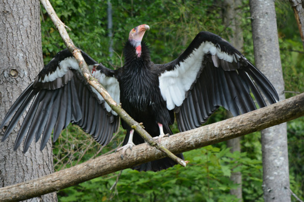 《秃鹰之日图片下载