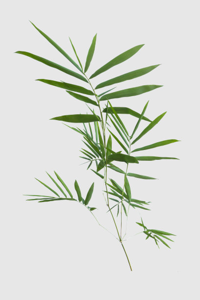 竹孤立在灰色背景与裁剪路径图片下载