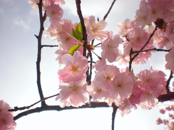 樱花图片下载