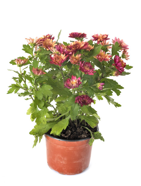 菊花盆栽图片下载