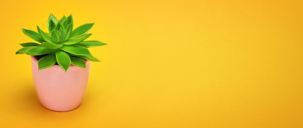 时尚设计仙人掌多汁的正面景观在陶瓷壶与复制空间。仙人掌简约的夏日静物概念。绿色情绪在柔和的橙色背景。时尚明亮的颜色。图片下载